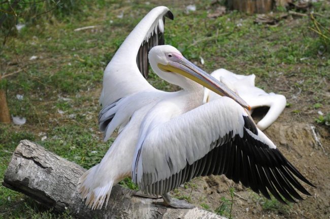 Ліниві леви і грайливі мавпочки: яскраві фото з Луцького зоопарку