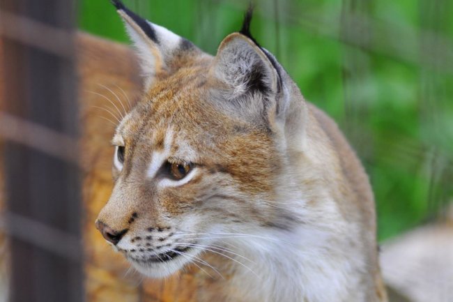 Ліниві леви і грайливі мавпочки: яскраві фото з Луцького зоопарку