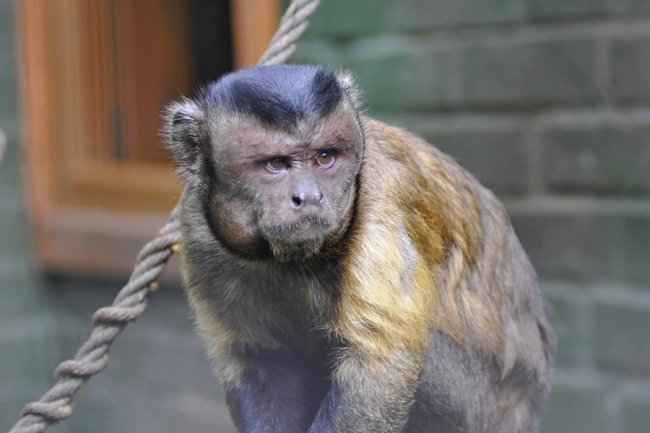Ліниві леви і грайливі мавпочки: яскраві фото з Луцького зоопарку