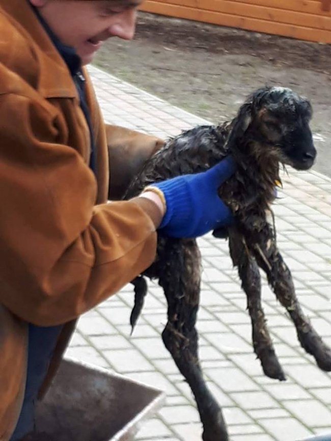 У Луцькому зоопарку на Різдво народилися ягнята. ФОТО