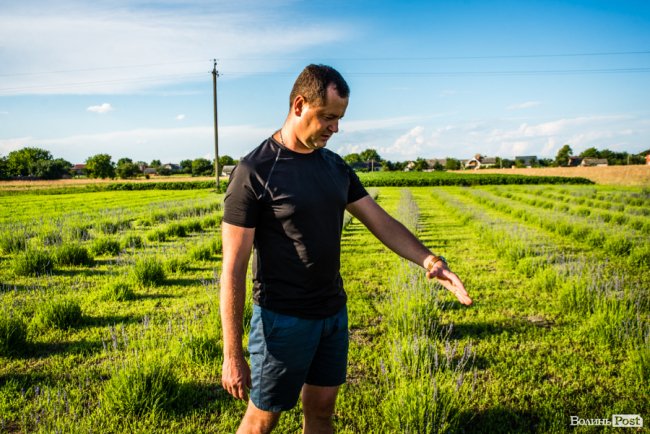 «Це – наша третя дитина»: на Волині подружжя створило лавандову плантацію. ФОТО