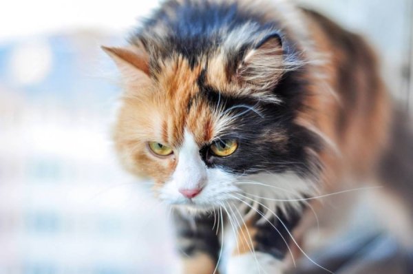 Перші фото «котячо-собачого» хіт-параду від Луцького зоопарку