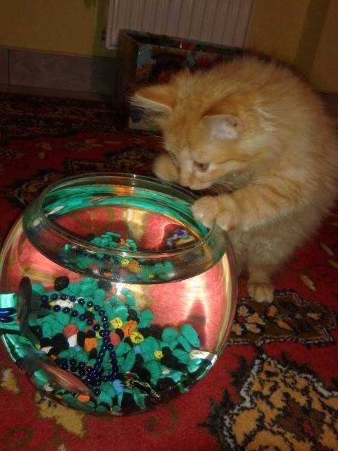 Перші фото «котячо-собачого» хіт-параду від Луцького зоопарку