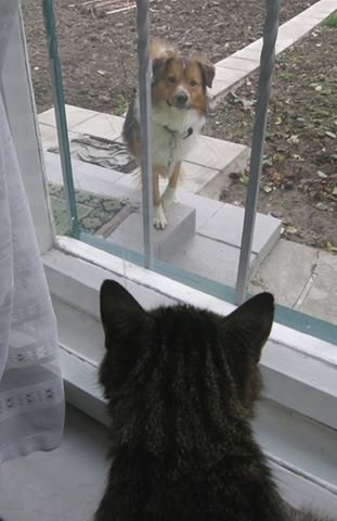 Перші фото «котячо-собачого» хіт-параду від Луцького зоопарку