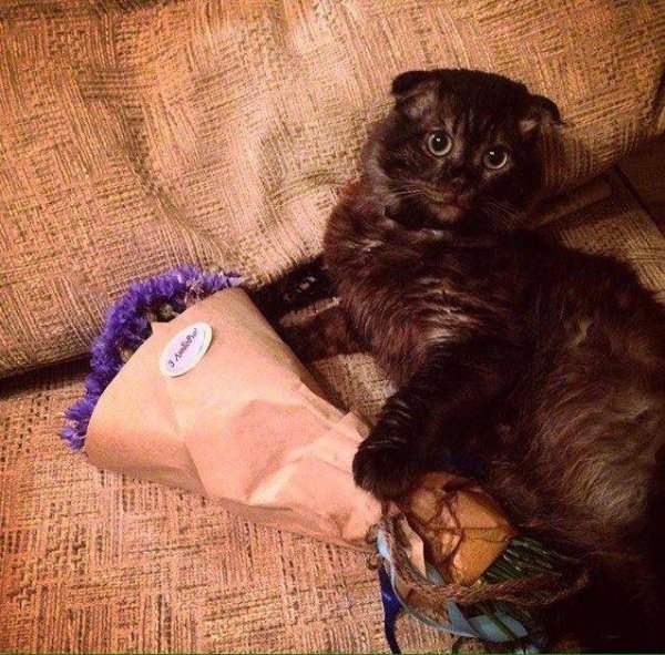 Перші фото «котячо-собачого» хіт-параду від Луцького зоопарку