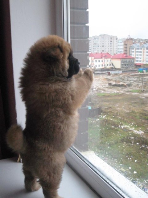 Перші фото «котячо-собачого» хіт-параду від Луцького зоопарку