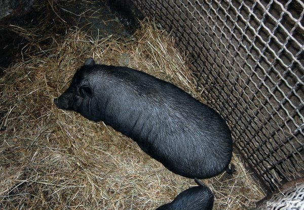 Як гріються тварини у Луцькому зоопарку. ФОТО