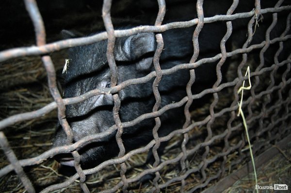 Як гріються тварини у Луцькому зоопарку. ФОТО