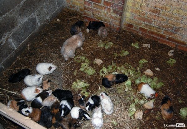 Як гріються тварини у Луцькому зоопарку. ФОТО