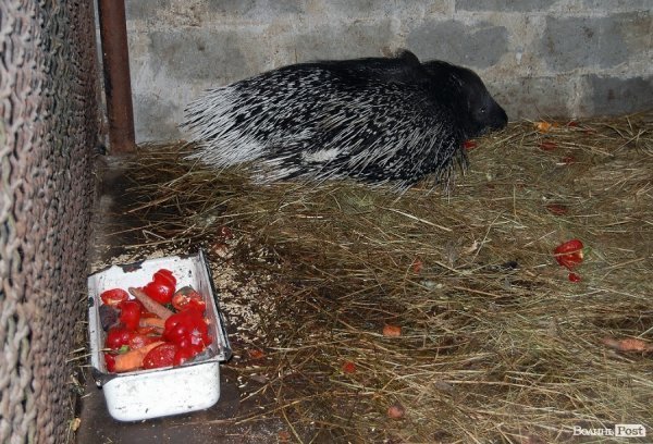Як гріються тварини у Луцькому зоопарку. ФОТО