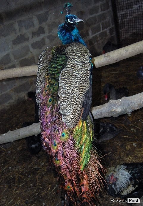 Як гріються тварини у Луцькому зоопарку. ФОТО