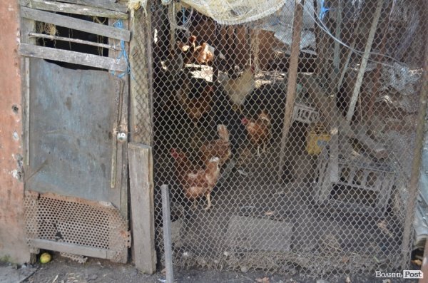 У дощовій воді втопилося 5 курей