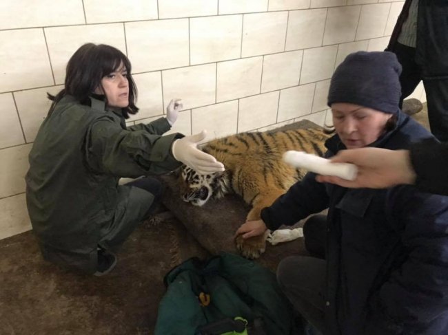 У луцькому зоопарку для тигриці Тріші влаштували медогляд. ФОТО