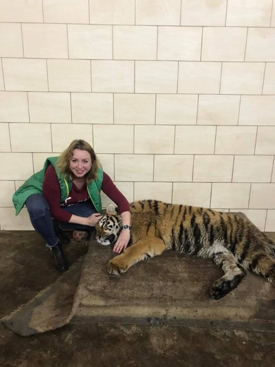 У луцькому зоопарку для тигриці Тріші влаштували медогляд. ФОТО
