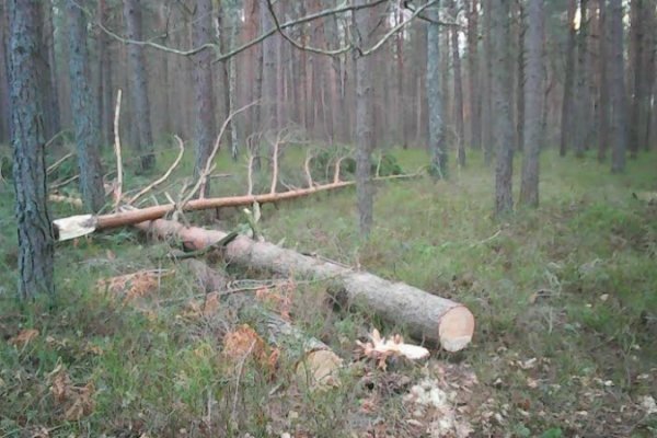 На Любомльщині чоловік незаконно зрубав 7 сосен. ФОТО