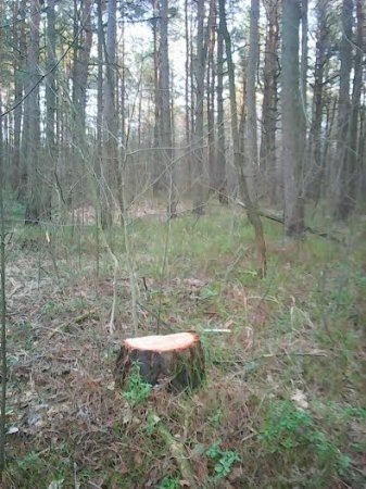 На Любомльщині чоловік незаконно зрубав 7 сосен. ФОТО