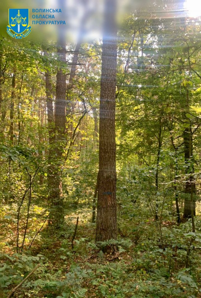 Хотіли зрубати понад три сотні здорових дерев: на Волині трьом  лісівникам повідомили про підозру