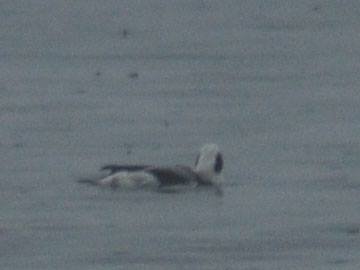 Волинський депутат «полював» на рідкісних птахів