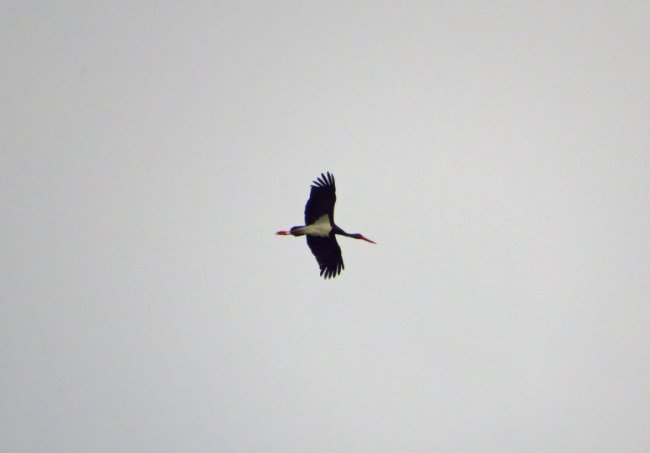 Лелека чорний