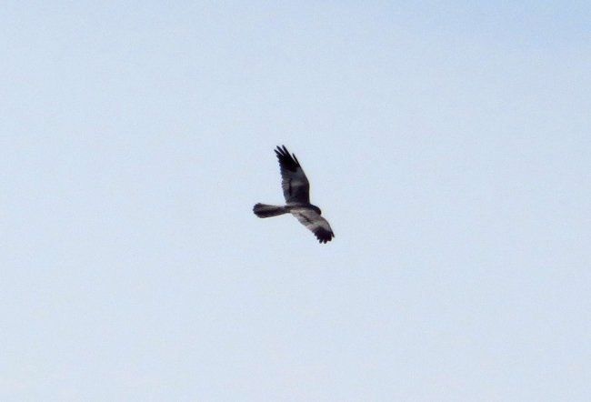 Лунь лучний