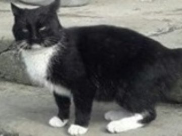 Пройшов 300 кілометрів: неймовірна історія кота, який пішки дійшов з Луцька до монастиря на Львівщині. ФОТО