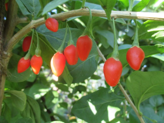 Овочевий кошик – просто до дверей: у Луцьку працює служба із корисною доставкою*