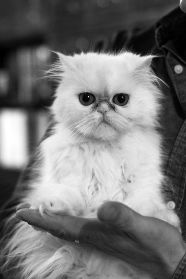 Фотовиставка Анни Лучії Лобос