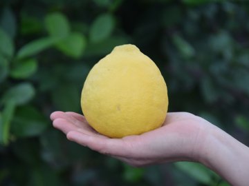 На Волині лісове господарство взимку вирощує лимони. ФОТО