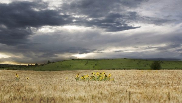В Україні жнива: чому хліб наших бабусь – найсмачніший. ФОТО