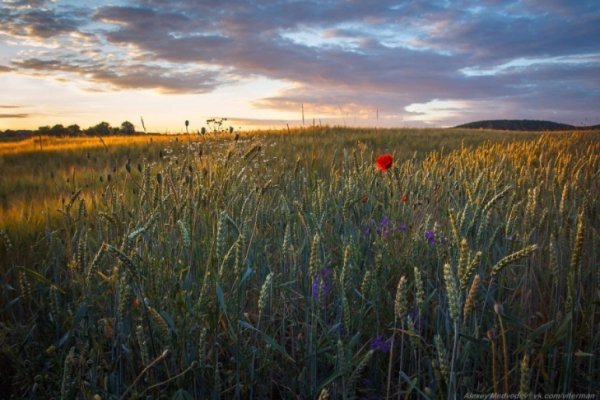 В Україні жнива: чому хліб наших бабусь – найсмачніший. ФОТО