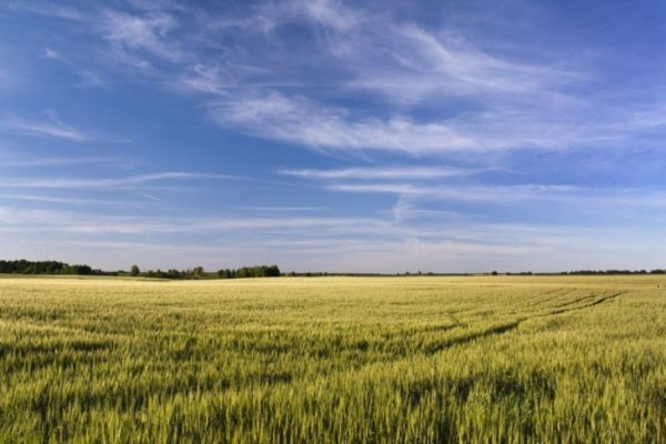 В Україні жнива: чому хліб наших бабусь – найсмачніший. ФОТО