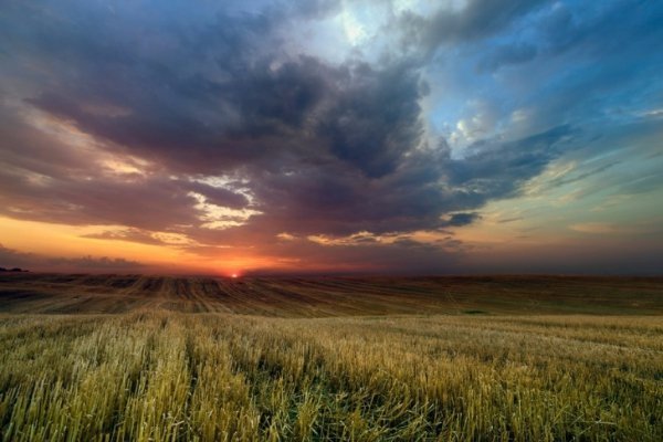 В Україні жнива: чому хліб наших бабусь – найсмачніший. ФОТО