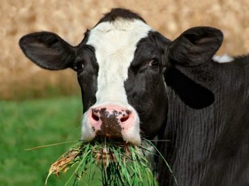 На Волині струмом вбило корову