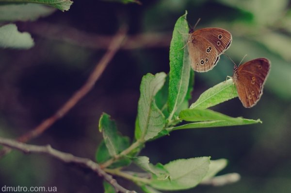 Фотовиставка Дмитра Лисюка