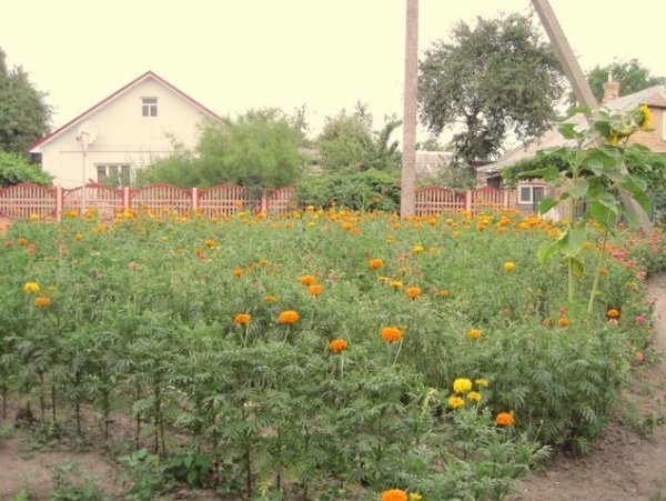 У Луцьку заквітчали трансформатор. ФОТО