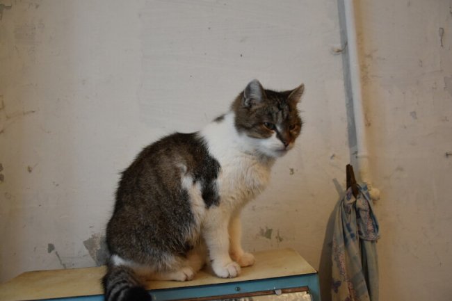 Лучанці, яка 40 років працювала водієм тролейбуса, допомогли з ремонтом. ФОТО