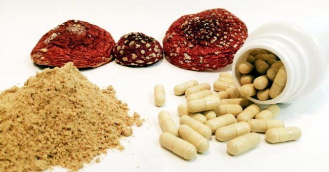 Корисні властивості мухомора — ефект, дія на організм