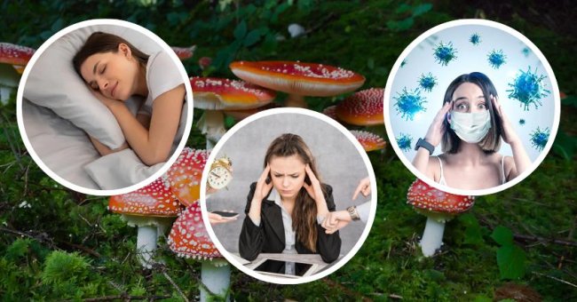 Корисні властивості мухомора — ефект, дія на організм