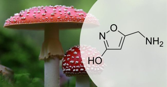 Корисні властивості мухомора — ефект, дія на організм