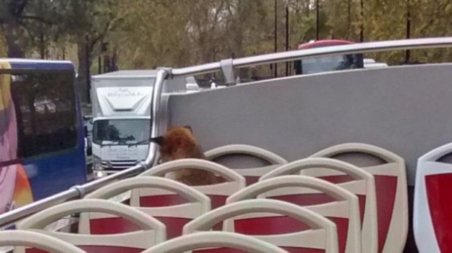 Лисиця проїхалася «зайцем» у лондонському автобусі