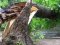 На Волині поліція з’ясовує обставини загибелі чоловіка, на якого під час лісозаготівлі впало дерево