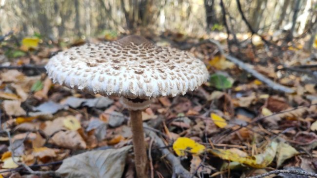 Волинянин поділився світлинами вдалого грибного «улову». ФОТО