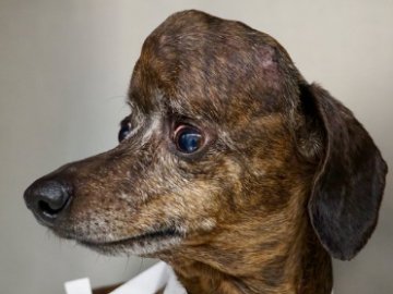 Собаці замінили череп на титановий, надрукований на 3D-принтері