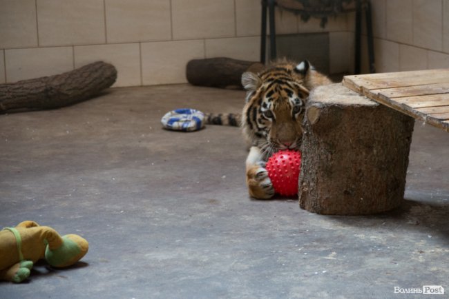 Важить 80 кілограмів і любить купатися: тигреняті Тріші з луцького зоопарку виповнився 1 рік. ФОТО