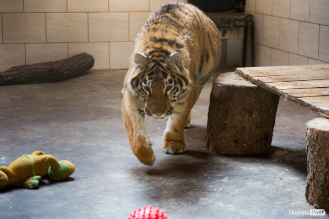 Важить 80 кілограмів і любить купатися: тигреняті Тріші з луцького зоопарку виповнився 1 рік. ФОТО