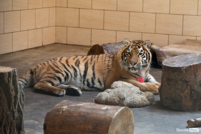 Важить 80 кілограмів і любить купатися: тигреняті Тріші з луцького зоопарку виповнився 1 рік. ФОТО