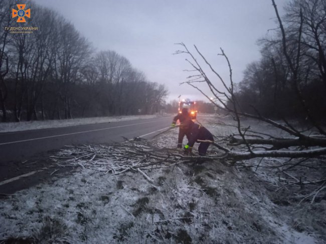На Волині вночі негода повалила дерева на проїжджу частину. ФОТО