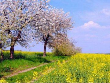 Погода в Луцьку та Волинській області на п’ятницю, 11 травня