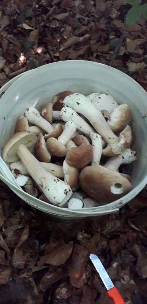 Волинські грибники у соцмережах хизуються чималим «уловом». ФОТО