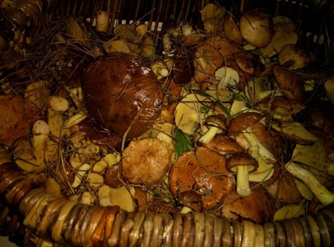 Волинські грибники у соцмережах хизуються чималим «уловом». ФОТО